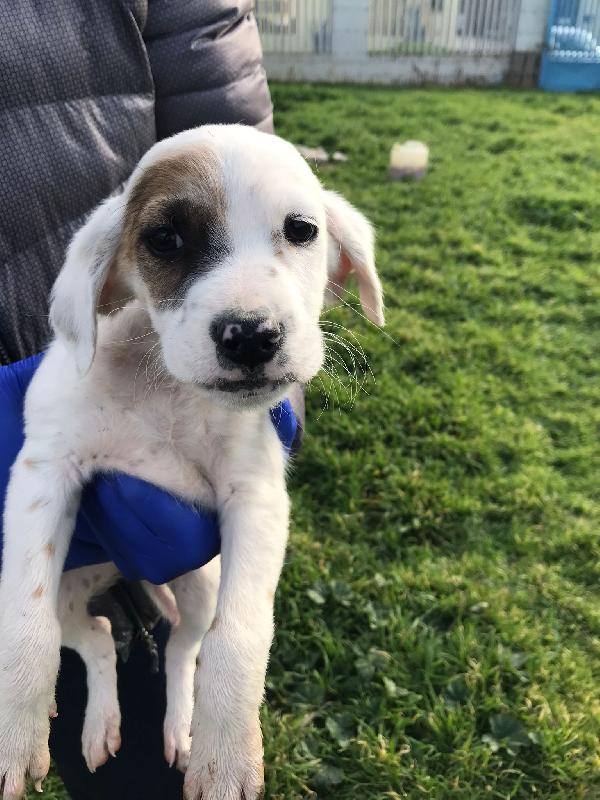 Nanerottolo In Adozione 